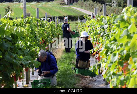 Colture di paraurti atteso per vigneti in inglese Foto Stock