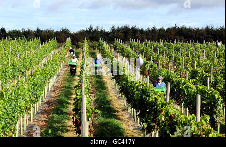 Colture di paraurti atteso per vigneti in inglese Foto Stock