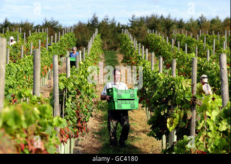 I raccoglitori raccolgono le uve al Ryedale Vineyard di Westow, vicino a York. Stuart Smith, il produttore commerciale più a nord dell'Inghilterra, ha dichiarato di sperare di produrre 3,000 bottiglie di vino bianco e rosato quest'anno rispetto alle 450 dell'anno scorso e di aumentare la sua produzione a 20,000 in cinque anni. Foto Stock