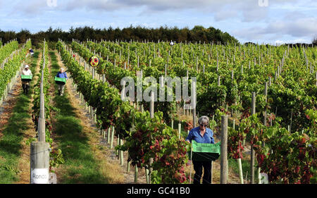 Colture di paraurti atteso per vigneti in inglese Foto Stock