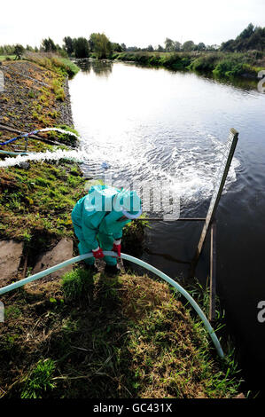 Un lavoratore dell'Agenzia dell'ambiente tratta il fiume Trent a Yoxall, Staffordshire, dopo che è stato contaminato con fognature e cianuro non trattati. Foto Stock