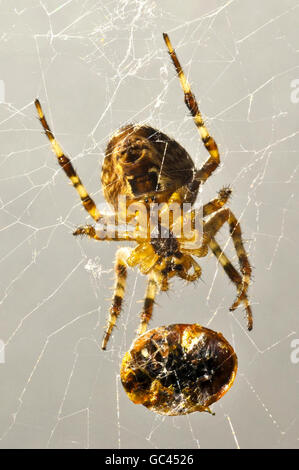 Ragno tessitore Orb. Un ragno tessitore di erbe attende da un insetto di ladybird avvolto in seta che il ragno sta alimentando sopra. Foto Stock