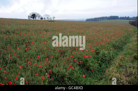 Papaveri in un campo vicino a Fontmell Magna, Dorset. Foto Stock