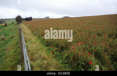 Papaveri in un campo vicino a Fontmell Magna, Dorset. Foto Stock