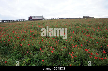 Papaveri in un campo vicino a Fontmell Magna, Dorset. Foto Stock