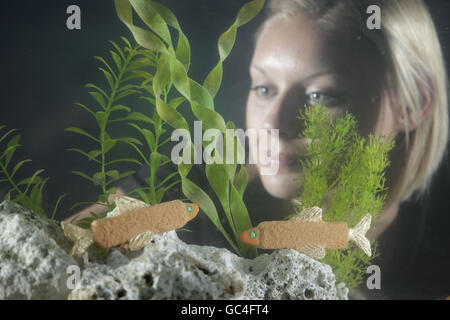 L'acquarista Eleanor Warren nutrono una nuova specie marina, una famiglia di "pesci finger fish" che sono una nuova esposizione al SEA LIFE London Aquarium, progettato per rapire il pubblico. Foto Stock