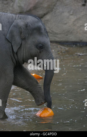 Budi, il più giovane elefante dello zoo di Dublino gioca con una zucca per promuovere la passeggiata delle zucche dello zoo che si svolge sabato 31 ottobre. Foto Stock