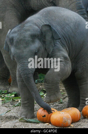 Budi, il più giovane elefante dello zoo di Dublino gioca con una zucca per promuovere la passeggiata delle zucche dello zoo che si svolge sabato 31 ottobre. Foto Stock