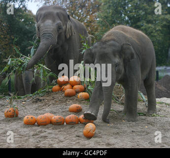 Budi, il più giovane elefante dello zoo di Dublino gioca con una zucca per promuovere la passeggiata delle zucche dello zoo che si svolge sabato 31 ottobre. Foto Stock