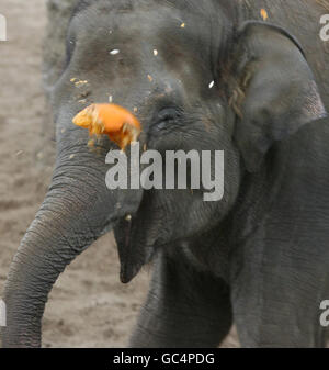 Budi, il più giovane elefante dello zoo di Dublino gioca con una zucca per promuovere la passeggiata delle zucche dello zoo che si svolge sabato 31 ottobre. Foto Stock