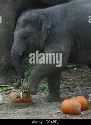 Budi, il più giovane elefante dello zoo di Dublino gioca con una zucca per promuovere la passeggiata delle zucche dello zoo che si svolge sabato 31 ottobre. Foto Stock