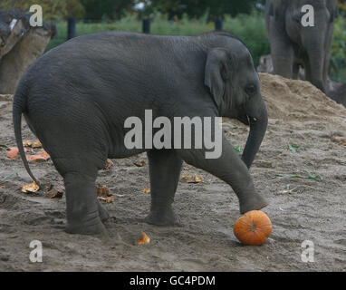 Budi, il più giovane elefante dello zoo di Dublino gioca con una zucca per promuovere la passeggiata delle zucche dello zoo che si svolge sabato 31 ottobre. Foto Stock