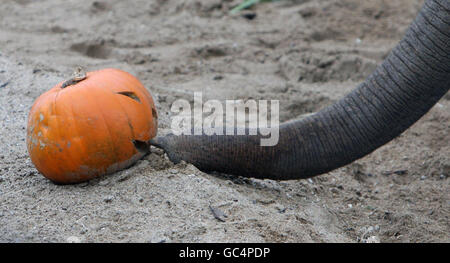 Budi, il più giovane elefante dello zoo di Dublino gioca con una zucca per promuovere la passeggiata delle zucche dello zoo che si svolge sabato 31 ottobre. Foto Stock