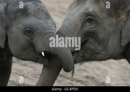 Budi, l'elefante più giovane dello zoo di Dublino con sua madre Yasmin per promuovere la passeggiata delle zucche dello zoo che si svolge sabato 31 ottobre. Foto Stock