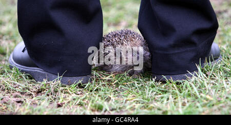 Ernie il riccio di fronte ad un falò gigante che viene custodito per impedire ai ricci di trovare rifugio in esso al Three Counties Showground di Malvern, Worcestershire. Foto Stock