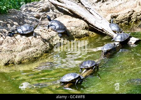 Le tartarughe acquatiche crogiolarsi al sole Foto Stock