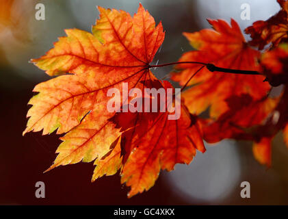 Colori autunnali al posto di Wakehurst nel Sussex occidentale. Foto Stock