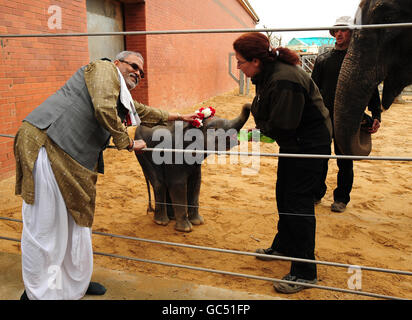 Ganesh Vijay, il primo vitello elefante nato a Twycross Zoo da inseminazione artificiale (A.I.), dopo essere stato formalmente nominato e benedetto per la buona salute durante una tradizionale cerimonia indù condotta da un Brahmin (sacerdote indù) a Twycross Zoo, Leicestershire. Foto Stock