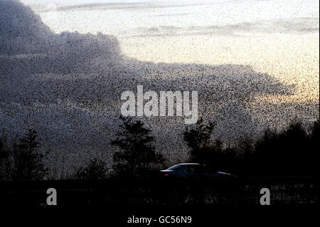 Migliaia di Starlings sono ritornati a Gretna in Inghilterra, Scozia Boarder per rogare per l'inverno mettendo su una mostra di forme. Foto Stock