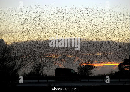 Migliaia di Starlings sono ritornati a Gretna in Inghilterra, Scozia Boarder per rogare per l'inverno mettendo su una mostra di forme. Foto Stock