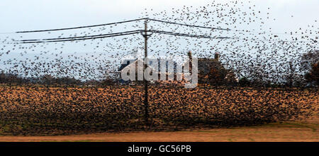 Per gli storni tornare per l'inverno Foto Stock