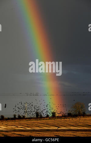 Per gli storni tornare per l'inverno Foto Stock