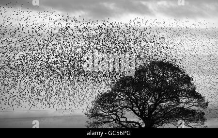 CAMBIATO IN BIANCO E NERO migliaia di Starlings sono tornati a Gretna in Inghilterra, Scozia Boarder per il roost per l'inverno mettendo su una mostra di forme. Foto Stock