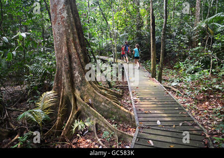 I turisti in una passeggiata attraverso la giungla di Taman Negara National Park, Malaysia Foto Stock