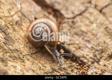 Un rapido Gloss (Zonitoides arboreus) lumaca si muove lentamente sul lato di un albero morto. Foto Stock