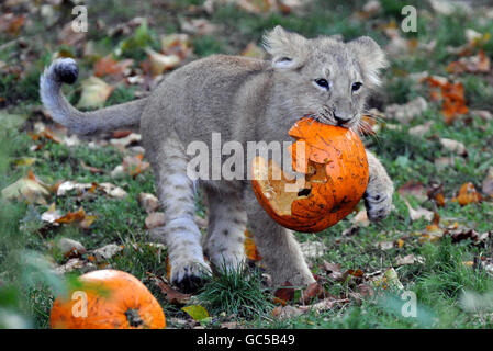 Gabriel, un cucciolo di leone asiatico di tre mesi, gioca con una zucca nel suo recinto dello zoo di Londra. Foto Stock