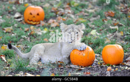 Gabriel, un cucciolo di leone asiatico di tre mesi, gioca con una zucca nel suo recinto dello zoo di Londra. Foto Stock