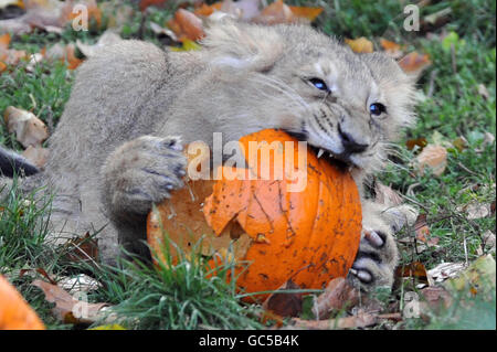 Halloween 2009. Gabriel, un cucciolo di leone asiatico di tre mesi, gioca con una zucca nel suo recinto dello Zoo di Londra. Foto Stock