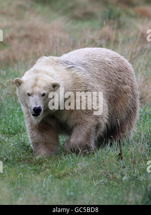 Mercedes l'orso polare Foto Stock