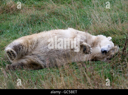 Mercedes l'orso polare Foto Stock