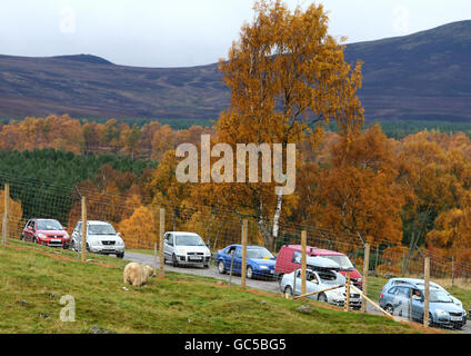 Mercedes, l'unico orso polare del Regno Unito, nel suo nuovo recinto per la sua prima apparizione pubblica dal passaggio dallo zoo di Edimburgo all'Highland Wildlife Park a Kingussie. Foto Stock