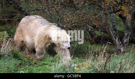 Mercedes l'orso polare Foto Stock