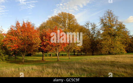 Una scena autunnale a Hyde Park nel centro di Londra. Il parco fu aperto al pubblico per la prima volta dal re Carlo i nel 1637. E' famosa come sede della Grande esposizione del 1851, e il luogo dell'edificio principale, il Palazzo di Cristallo. Foto Stock