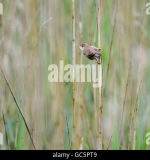 Bella reed trillo acrocephalus scirpaceus su reed Foto Stock