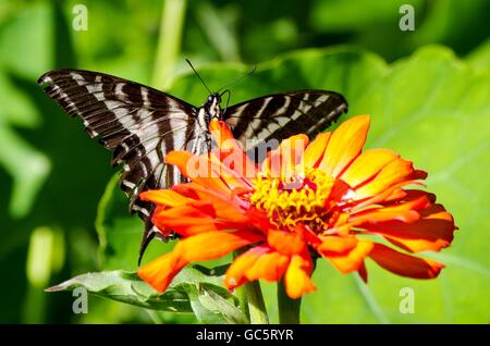 Farfalla sul fiore di arancia. Cortes Island, British Columbia, Canada Foto Stock