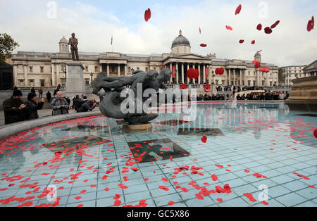 I papaveri di carta vengono gettati in una fontana a Trafalgar Square, Londra, a seguito di un concerto pubblico del giorno della memoria e di una lettura di poesia ospitata dalla Legione Britannica reale. Foto Stock