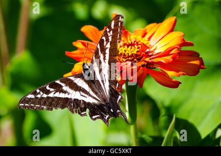 Farfalla su un fiore di arancia su Cortes Island, British Columbia, Canada Foto Stock