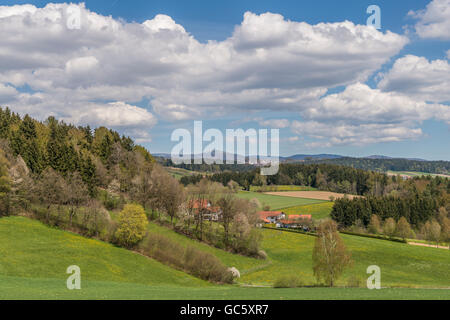 Vista sulla montagna Lusen con prato verde e una piccola foresta in primo piano Foto Stock