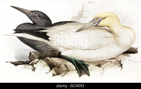 zoologia / animale, aviare / uccello, sulidae, gannet settentrionale, (morus faganus), litografia a colori, di John Gould (1804 - 1881), da 'Uccelli d'Europa', Londra, 1832 / 1837, raccolta privata, , diritti aggiuntivi-clearences-non disponibile Foto Stock