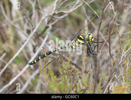 Dragonfly ad anello dorato (Cordulegaster bollonii) su erica nel Berkshire, Inghilterra, Regno Unito Foto Stock