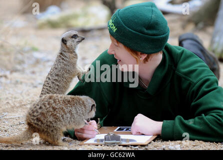 Il guardiano dello zoo Lucy Hawley con due meerkat durante la borsa annuale allo zoo di Londra. Foto Stock