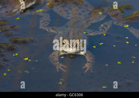 Unico comune Rana temporaria Rana metà immersa nel laghetto in giardino nei periodi di riproduzione Foto Stock