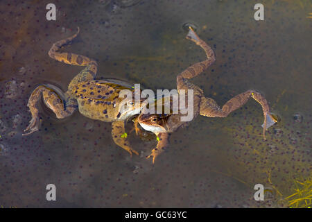 Due rane comuni Rana temporaria marzo Norfolk Foto Stock