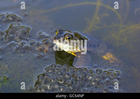 Rana comune Rana temporaria metà immersa nel laghetto in giardino nei periodi di riproduzione Foto Stock