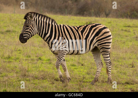 Damara Zebra (Equus burchellii), Wildlife Safari, Winston, Oregon Foto Stock