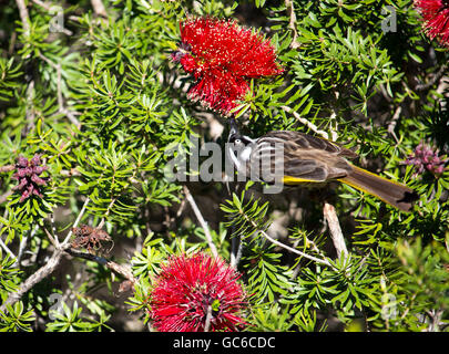 Il giallo e il nero a strisce Australian New Holland mangiatore di miele Phylidonyris novaehollandiae appollaiato in un arbusto di melaleuca in primavera. Foto Stock